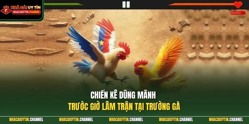 Đá Gà Trực Tuyến 2 Chiến kê dũng mãnh trước giờ lâm trận tại trường gà