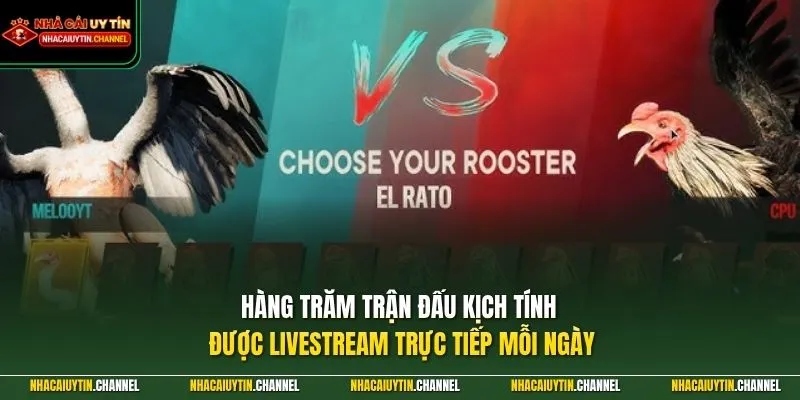 Đá Gà Trực Tuyến 1 Hàng trăm trận đấu kịch tính được livestream trực tiếp mỗi ngày