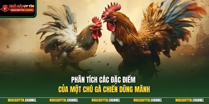 Đá Gà Trực Tuyến 4 Phân tích các đặc điểm của một chú gà chiến dũng mãnh